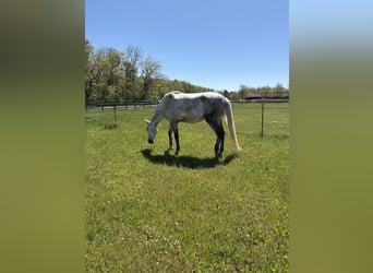 PRE Croisé, Hongre, 7 Ans, 172 cm, Gris