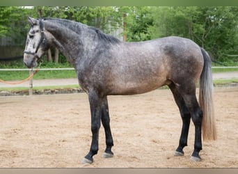 PRE Croisé, Hongre, 7 Ans, 173 cm