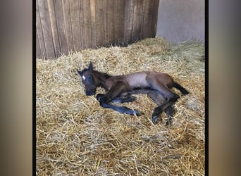 PRE Croisé, Hongre, 7 Ans, 173 cm, Gris