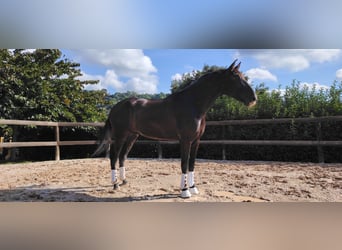 PRE Croisé, Hongre, 7 Ans, 175 cm, Noir