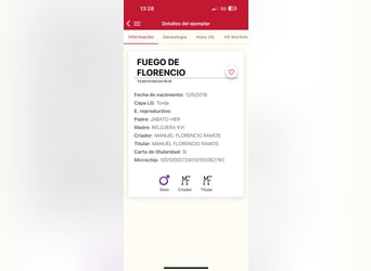 PRE, Hongre, 7 Ans, 177 cm, Gris