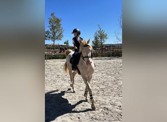PRE, Hongre, 8 Ans, 154 cm, Cremello