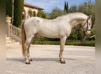 PRE, Hongre, 8 Ans, 154 cm, Cremello