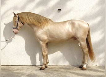 PRE, Hongre, 8 Ans, 154 cm, Cremello