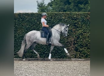 PRE Croisé, Hongre, 8 Ans, 160 cm, Gris
