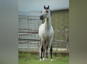 PRE Croisé, Hongre, 8 Ans, 160 cm, Gris