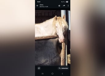 PRE, Hongre, 8 Ans, 160 cm, Perlino