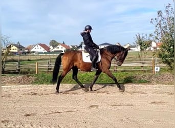 PRE, Hongre, 8 Ans, 163 cm, Bai