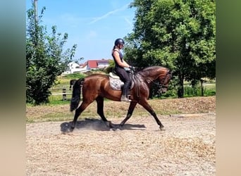 PRE Croisé, Hongre, 8 Ans, 163 cm, Bai