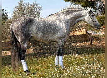 PRE Croisé, Hongre, 8 Ans, 163 cm, Gris pommelé