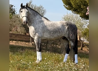 PRE Croisé, Hongre, 8 Ans, 163 cm, Gris pommelé