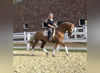 PRE Croisé, Hongre, 8 Ans, 163 cm, Palomino