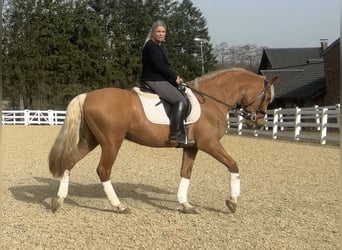 PRE Croisé, Hongre, 8 Ans, 163 cm, Palomino