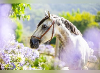 PRE Croisé, Hongre, 8 Ans, 166 cm, Gris