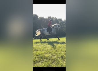 PRE, Hongre, 8 Ans, 166 cm, Gris