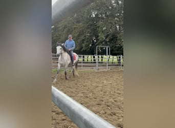PRE Croisé, Hongre, 8 Ans, 167 cm, Gris pommelé