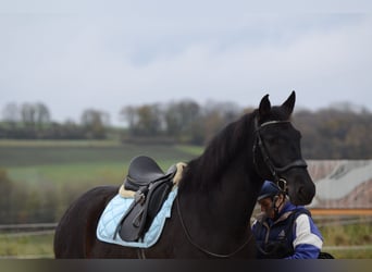 PRE Croisé, Hongre, 8 Ans, 167 cm, Noir