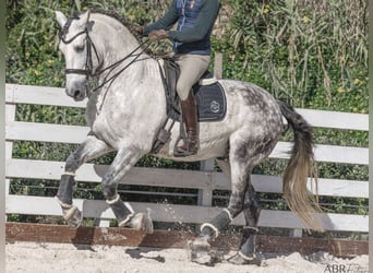 PRE Croisé, Hongre, 8 Ans, 168 cm, Gris pommelé