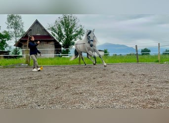 PRE Croisé, Hongre, 9 Ans, 155 cm, Gris
