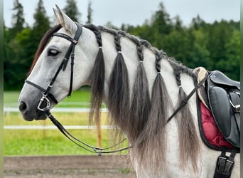 PRE Croisé, Hongre, 9 Ans, 155 cm, Gris