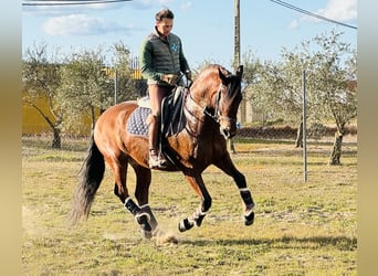 PRE Croisé, Hongre, 9 Ans, 160 cm, Bai clair