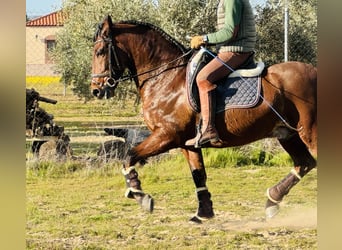 PRE Croisé, Hongre, 9 Ans, 160 cm, Bai clair