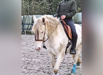 PRE, Hongre, 9 Ans, 160 cm, Perlino