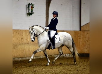 PRE, Hongre, 9 Ans, 162 cm, Gris