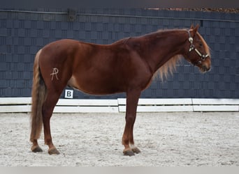 PRE Croisé, Hongre, 9 Ans, 163 cm, Alezan