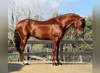 PRE Croisé, Hongre, 9 Ans, 164 cm, Alezan brûlé