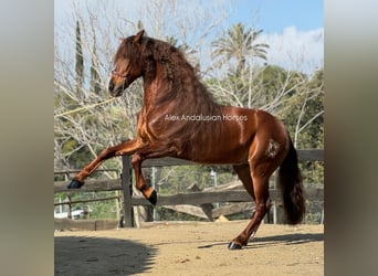 PRE Croisé, Hongre, 9 Ans, 164 cm, Alezan brûlé