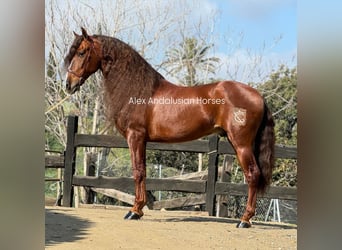 PRE Croisé, Hongre, 9 Ans, 164 cm, Alezan brûlé