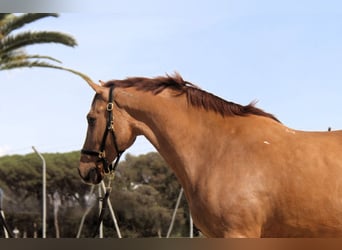 PRE Croisé, Hongre, 9 Ans, 164 cm, Alezan