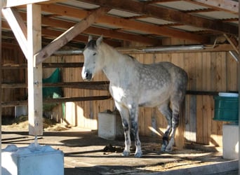 PRE Croisé, Hongre, 9 Ans, 164 cm, Gris