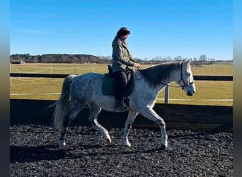 PRE Croisé, Hongre, 9 Ans, 164 cm, Gris