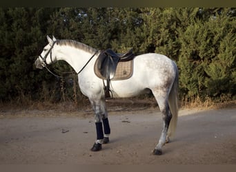 PRE Croisé, Hongre, 9 Ans, 164 cm, Gris