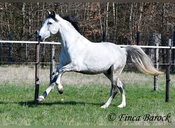 PRE Croisé, Hongre, 9 Ans, 165 cm, Gris