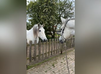 PRE, Hongre, 9 Ans, 165 cm, Gris moucheté