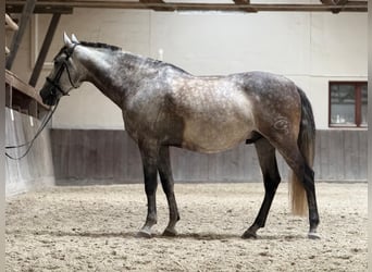 PRE, Hongre, 9 Ans, 165 cm, Gris noir