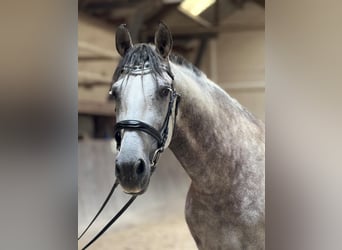 PRE, Hongre, 9 Ans, 165 cm, Gris noir