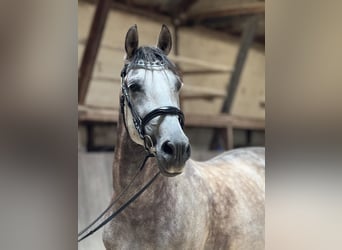 PRE, Hongre, 9 Ans, 165 cm, Gris noir