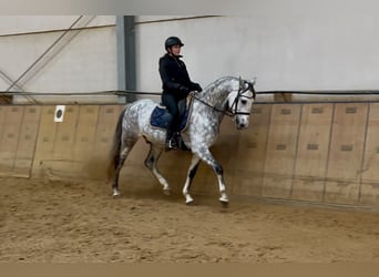 PRE Croisé, Hongre, 9 Ans, 165 cm, Gris pommelé