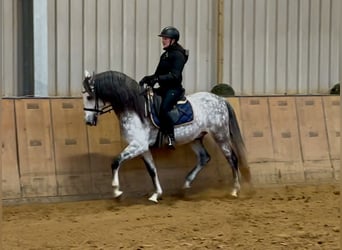 PRE Croisé, Hongre, 9 Ans, 165 cm, Gris pommelé