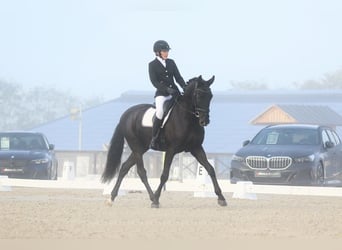 PRE, Hongre, 9 Ans, 169 cm, Noir