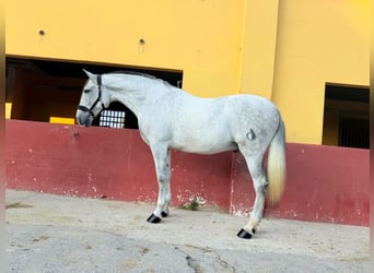 PRE Croisé, Hongre, 9 Ans, 170 cm, Gris