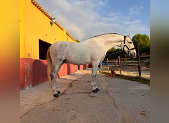 PRE Croisé, Hongre, 9 Ans, 170 cm, Gris