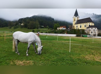 PRE, Hongre, 9 Ans, 170 cm, Gris pommelé