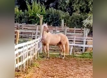 PRE Croisé, Hongre, 9 Ans, 170 cm, Palomino