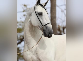 PRE Croisé, Hongre, 9 Ans, 171 cm, Gris