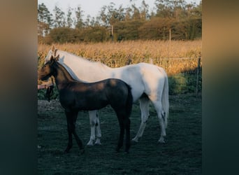 PRE, Inconnu, Poulain (05/2026), 160 cm, Isabelle